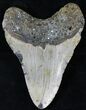 Megalodon Tooth - North Carolina #21690-2